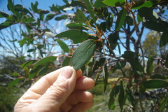 Eucalyptus pauciflora