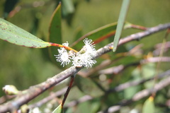 Eucalyptus pauciflora