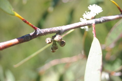 Eucalyptus pauciflora