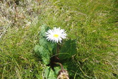 Brachyscome decipiens