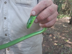 Dendroaspis angusticeps