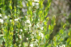 Pimelea axiflora alpina