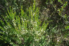 Pimelea axiflora alpina