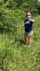 Dendroaspis angusticeps