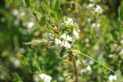 Pimelea axiflora alpina