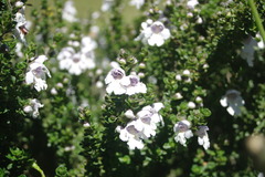 Prostanthera cuneata