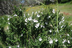 Prostanthera cuneata