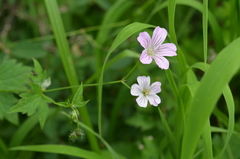 Geranium rectum