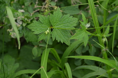 Geranium rectum