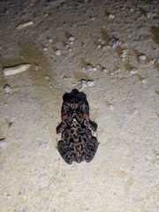 Incilius coccifer