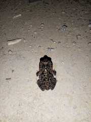 Incilius coccifer