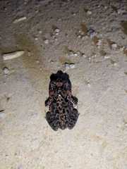 Incilius coccifer
