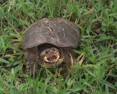 Chelydra acutirostris