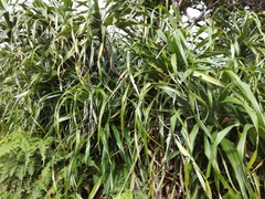 Freycinetia formosana