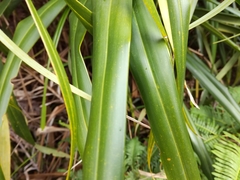 Freycinetia formosana