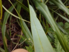 Freycinetia formosana