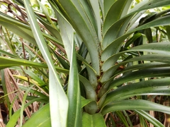 Freycinetia formosana