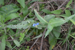 Commelina modesta