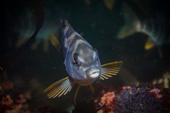 Chirodactylus variegatus