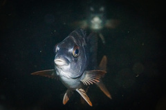 Chirodactylus variegatus