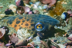 Ophichthus triserialis