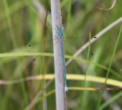 Lestes japonicus