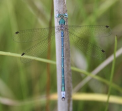 Lestes japonicus