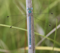 Lestes japonicus
