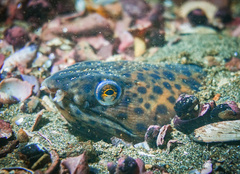 Ophichthus triserialis