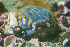 Ophichthus triserialis