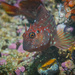 Giant Blenny - Photo (c) nicocraker, some rights reserved (CC BY-NC)