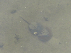 Carcinoscorpius rotundicauda