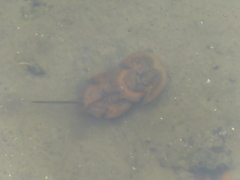 Carcinoscorpius rotundicauda