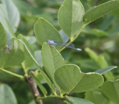 Paracercion calamorum calamorum