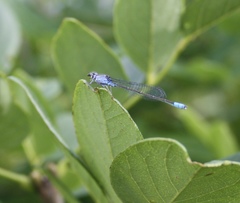 Paracercion calamorum calamorum