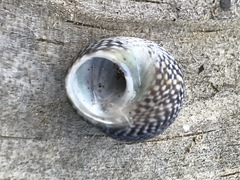 Chlorodiloma odontis