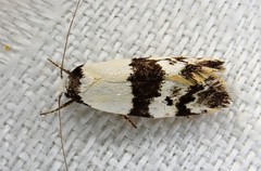 Monopis icterogastra