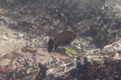 Girella elevata