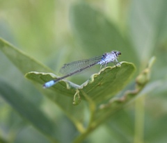 Paracercion calamorum calamorum