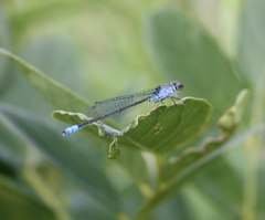 Paracercion calamorum calamorum