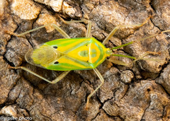 Urolabida