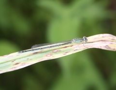 Paracercion hieroglyphicum