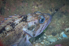 Sebastes oculatus