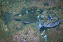 Sebastes oculatus