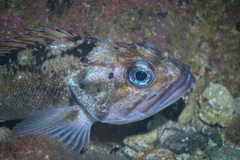 Sebastes oculatus