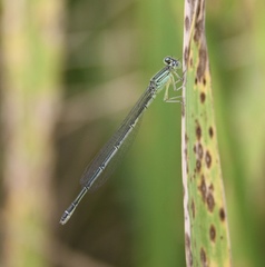 Paracercion hieroglyphicum