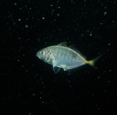 Pseudocaranx