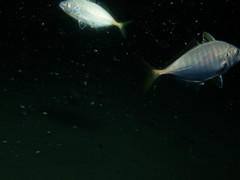 Pseudocaranx