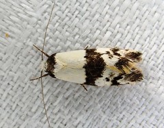 Monopis icterogastra