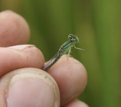 Paracercion hieroglyphicum